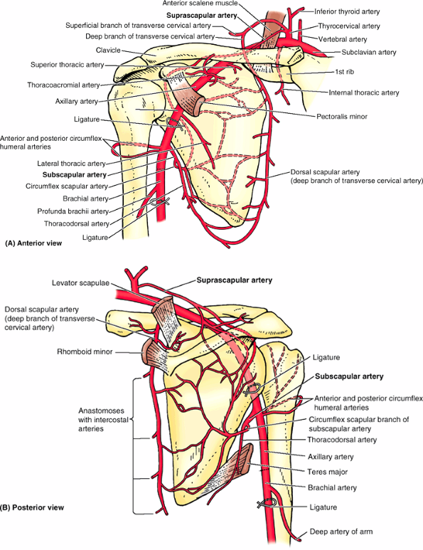 Upper Limb - TeachMe Orthopedics