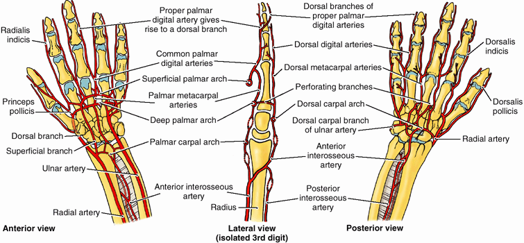 Upper Limb - TeachMe Orthopedics