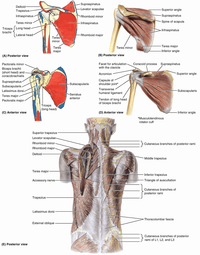 Upper Limb - TeachMe Orthopedics