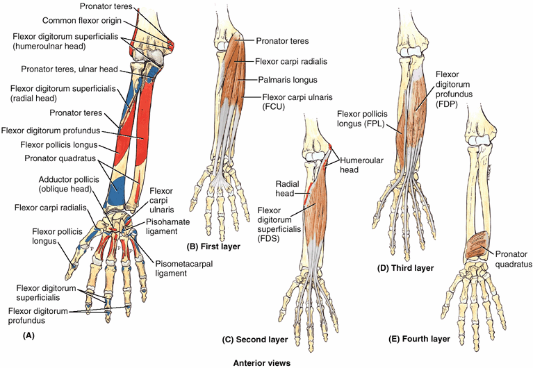 Upper Limb - TeachMe Orthopedics