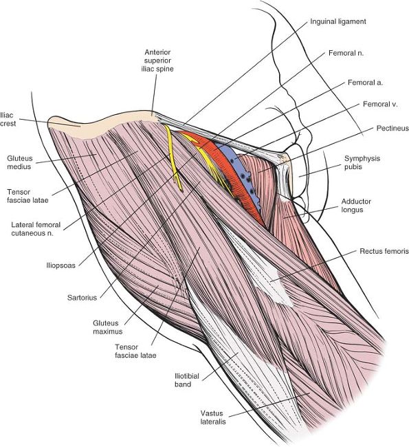 The Hip - TeachMe Orthopedics