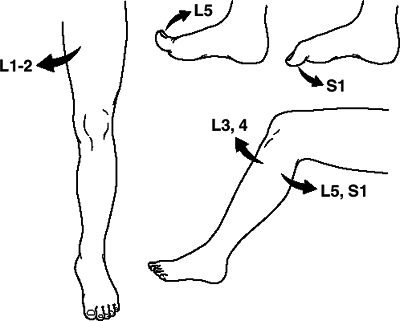 Thoracolumbar Spine - TeachMe Orthopedics