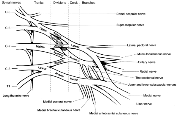 The Upper Limb - TeachMe Orthopedics