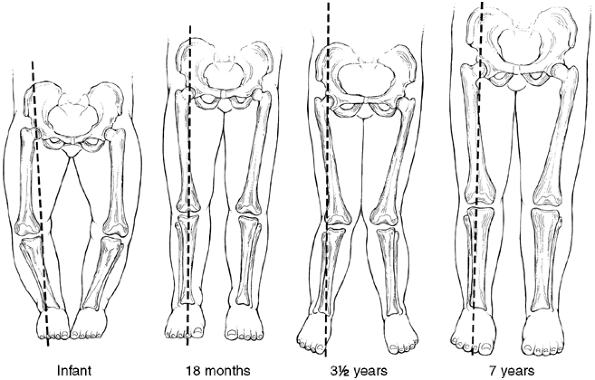 The Lower Extremity - TeachMe Orthopedics