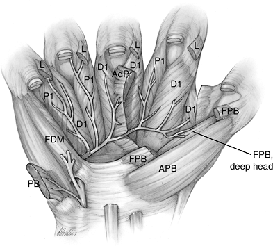 Ulnar Nerve - TeachMe Orthopedics