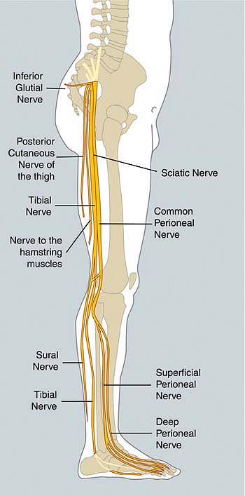 Anatomy of the Lumbar and Sacral Plexus - TeachMe Orthopedics