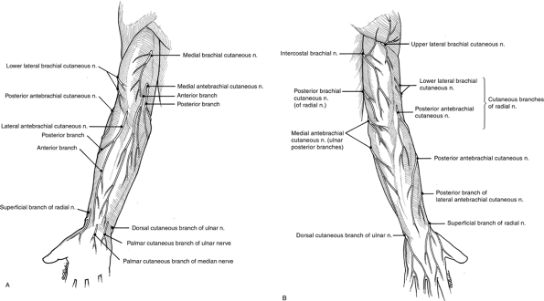 Nerve Injuries - TeachMe Orthopedics