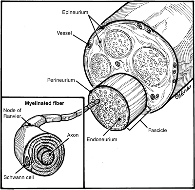 Nerve Injuries - TeachMe Orthopedics