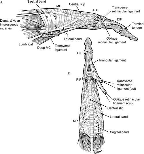 Extensor Tendon - TeachMe Orthopedics