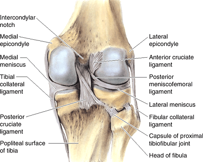 Meniscal Structure, Function, Repair, and Replacement - TeachMe Orthopedics