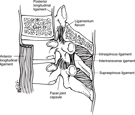 Intervertebral Disc Structure, Composition, and Mechanical Function ...