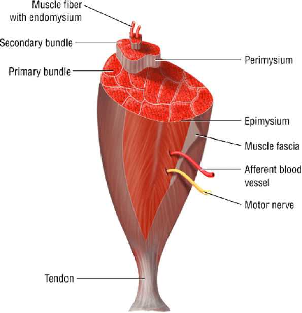 The Hip - TeachMe Orthopedics