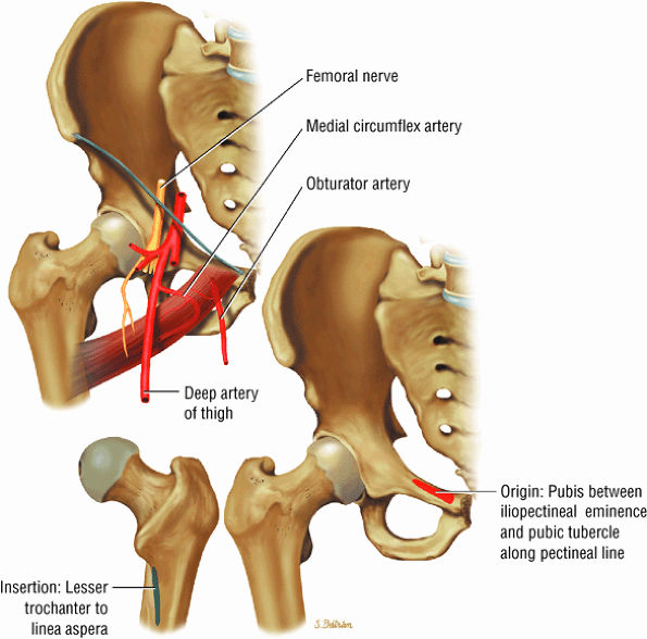 The Hip - TeachMe Orthopedics