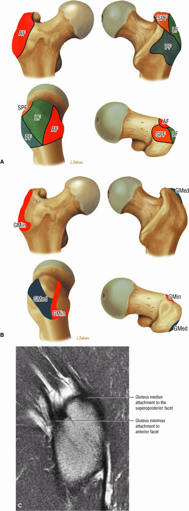 The Hip - TeachMe Orthopedics