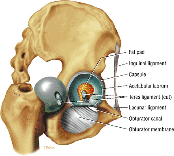 The Hip - TeachMe Orthopedics