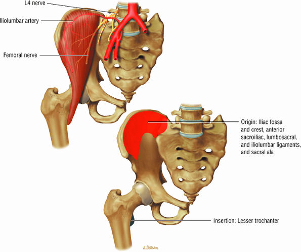 The Hip - TeachMe Orthopedics