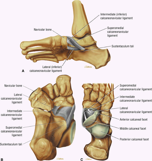 The Ankle and Foot - TeachMe Orthopedics