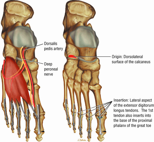 The Ankle and Foot - TeachMe Orthopedics