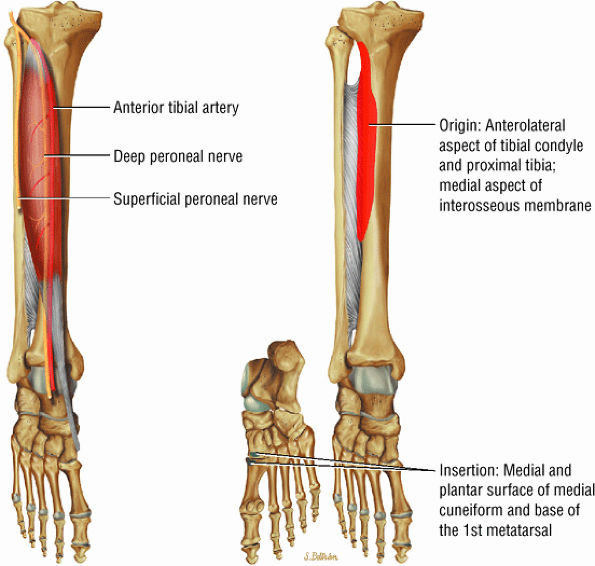 The Ankle and Foot - TeachMe Orthopedics