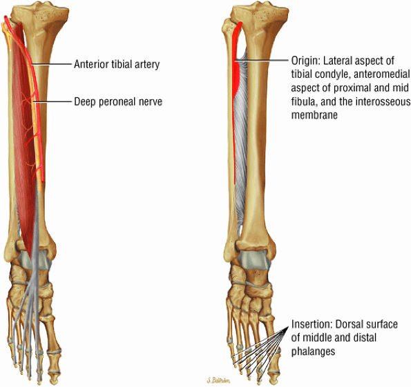 The Ankle and Foot - TeachMe Orthopedics