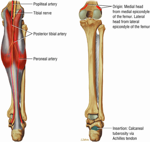 The Ankle and Foot - TeachMe Orthopedics