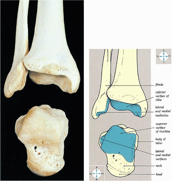 The Ankle and Foot - TeachMe Orthopedics