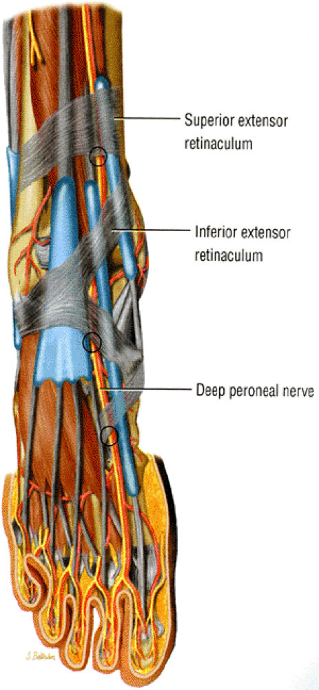 Entrapment Neuropathies Of The Lower Extremity Teachme Orthopedics 2779