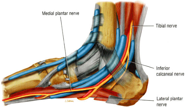 Entrapment Neuropathies of the Lower Extremity - TeachMe Orthopedics