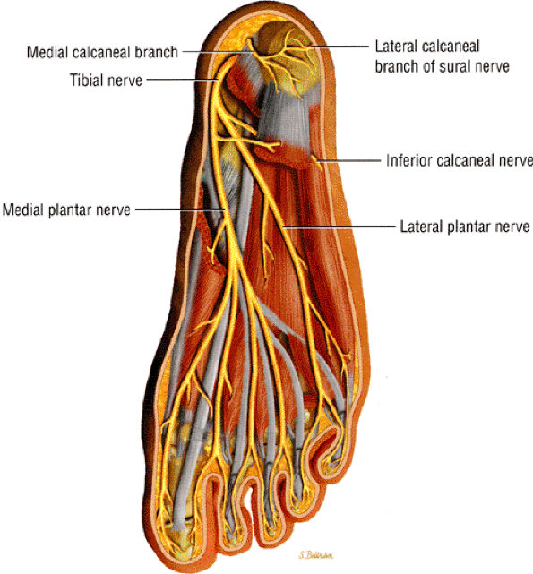 Entrapment Neuropathies of the Lower Extremity - TeachMe Orthopedics