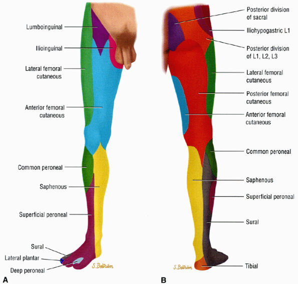 Entrapment Neuropathies Of The Lower Extremity Teachme Orthopedics 9412