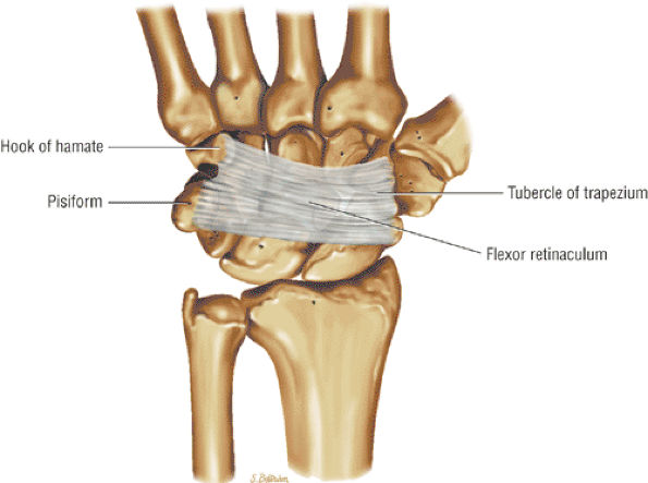 The Wrist and Hand - TeachMe Orthopedics