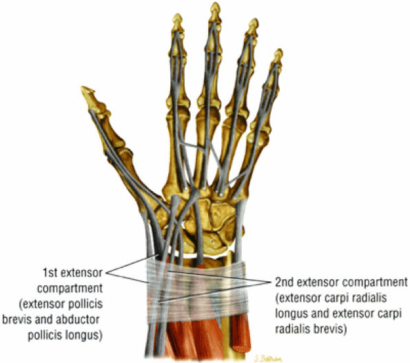 The Wrist And Hand - Teachme Orthopedics