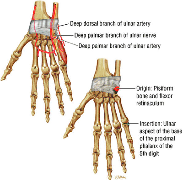 The Wrist and Hand - TeachMe Orthopedics