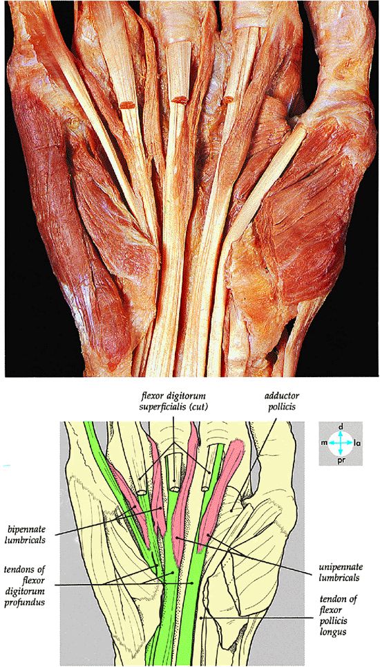 The Wrist and Hand - TeachMe Orthopedics