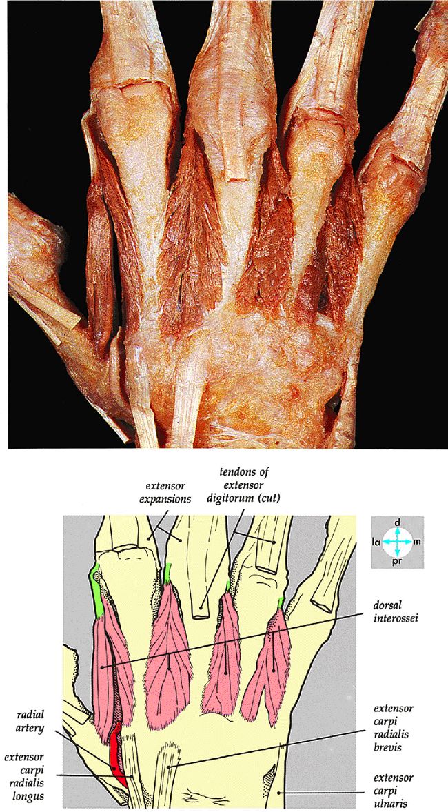 The Wrist and Hand - TeachMe Orthopedics