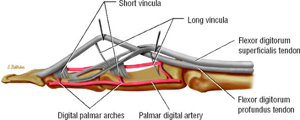 MR Imaging of the Fingers - TeachMe Orthopedics