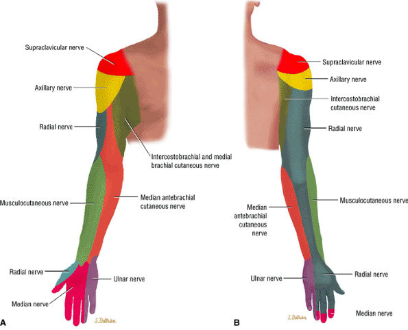 Entrapment Neuropathies of the Upper Extremity - TeachMe Orthopedics