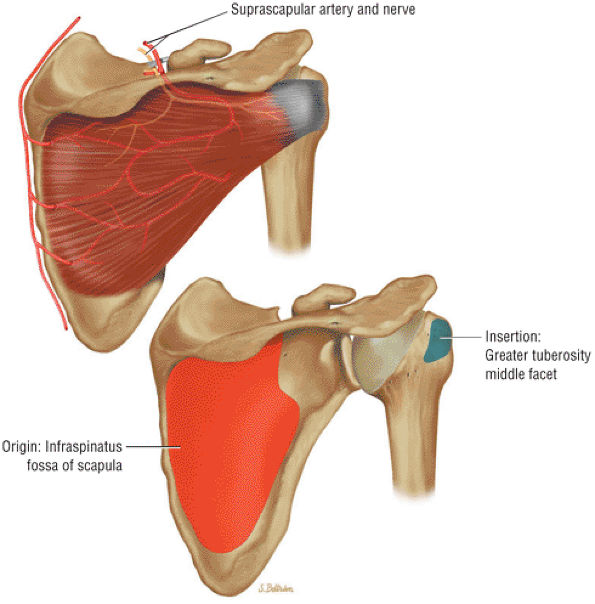 The Shoulder - Teachme Orthopedics