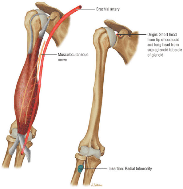 The Shoulder - TeachMe Orthopedics