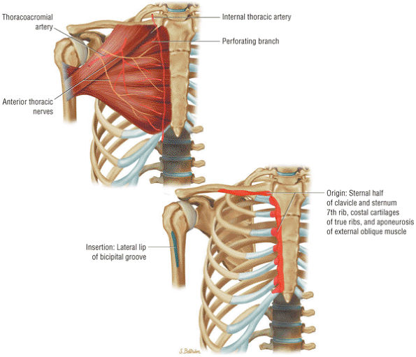 The Shoulder - TeachMe Orthopedics