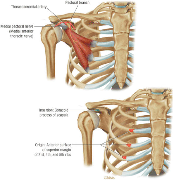 The Shoulder - TeachMe Orthopedics