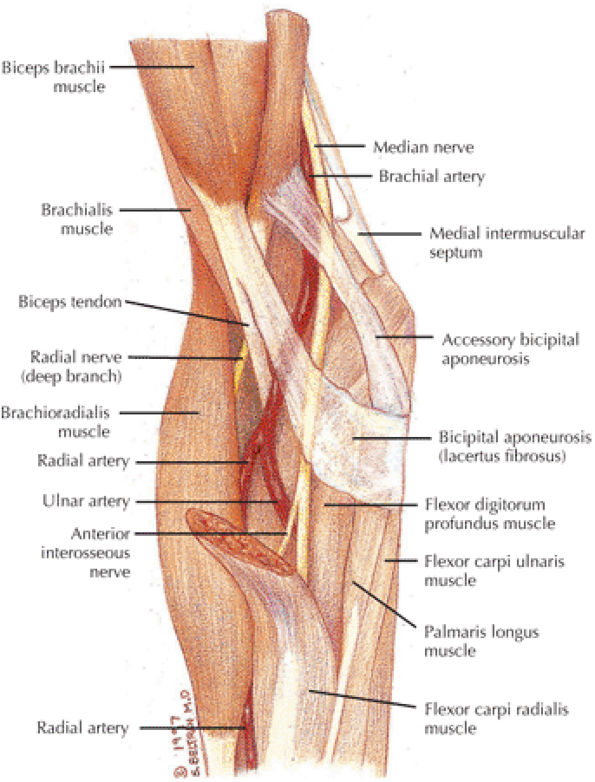 The Elbow - TeachMe Orthopedics