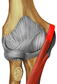 The Elbow - TeachMe Orthopedics